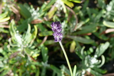 Lavender herbs 02a-230x153