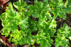 Parsley herbs 03-100x66