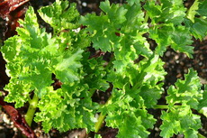 Parsely herbs 03a-230x153