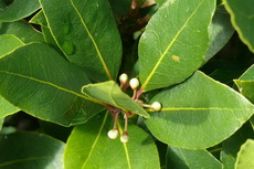 Bay Tree Leaves herbs 04a-230x153