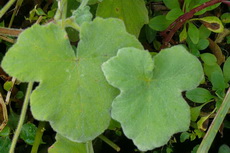 Scented Geranium herbs 05a-230x153