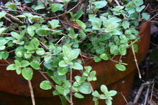 Thyme herbs 06a-230x153