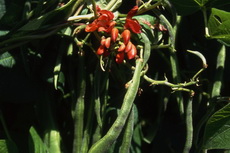 scarlet runner beans beans007-230x153