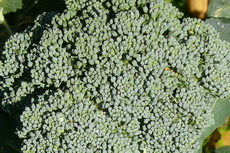Broccoli Broccoli-230x153