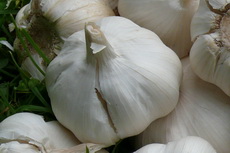 Garlic Garlic 01-230x153