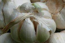 Garlic Garlic 04-230x153