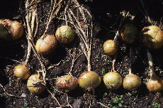 onions 03-496 onions 03-496