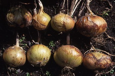 onions 04-230x153 onions 04-230x153