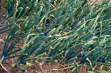 onions onions 05-816
