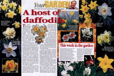 a host daffodils host daffodils-230x153