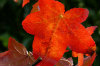 Autumn Glory autumn 04-100x66