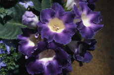 blue garden blue garden007b-230x153