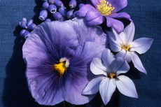 blue garden blue garden034b-230x153