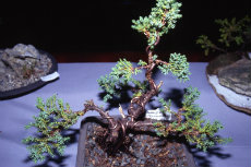 Bonsia - The High Art of Bonsia bonsai 001-230x153