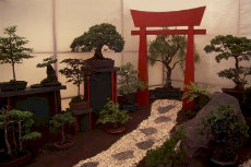 Bonsai bonsai 019a-230x153