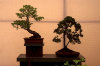 Bonsai bonsai 022-100x66
