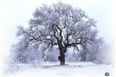 Black Oak Tree George Black Oak Tree George-230x153