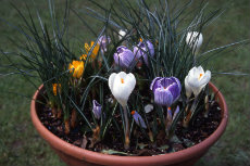 Crocus in Container Containers 004-230x153