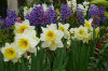 Forcing Bulbs 01-Forcing-Bulbs-100x66
