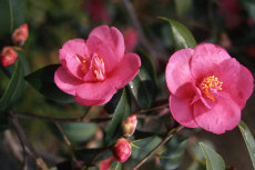 Camellia sasanqua - 'Gay Baby' Camellia sasangua 10-230x153