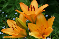 LA Hybrid Lily 'Advantage' LA Hybrid Lily 01-230x153