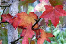 Autumn foliage autumn 06-230x153
