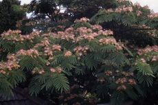 Albizzia 'Mimosia' Albizzia 001-230x153