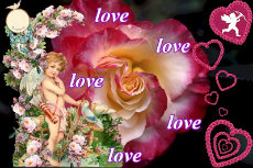 Rose 'Double Delight' 04-230x153
