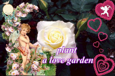 Rose 'Summer Fashion' 05-230x153