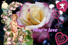 Rose 'Double Delight' 14-230x153