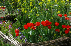 Companion Planting 02-657