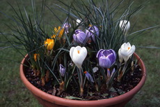 Winter Gardens Containers 004 230x153