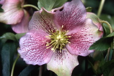 Winter Gardens Winter Flowers 037 230x153