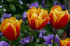 Winter-Spring-Annuals Winter-Spring-Annuals 01-100x66