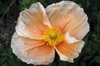 iceland poppy iceland poppy 06-100x66