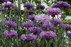 cornflower cornflower 06-100x66