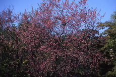 Prunus - Taiwan Cherry Prunus Cherry 052-230x153
