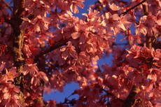 Prunus - Taiwan Cherry Prunus Taiwan Cherry 053-230x153