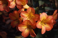 Vireya Rhododendron - 'Simbu Sunset' Vireya 01-230x153