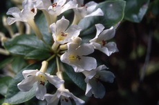 Vireya Rhododendron - 'Popcorn' Vireya 04-230x153