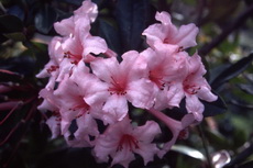 Vireya Rhododendron - 'Black Prince' Vireya 07-230x153
