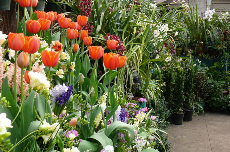 Bulbs - Living Rainbow pics 615-940