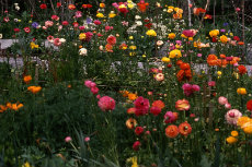 Cut Flowers Cut Flowers 003-230x153