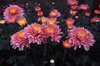 Cut Flowers Cut Flowers 059-100x66