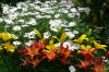 High Spring Colour 12nov2011 083-100x66