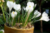 potting about in May major-minor-bulbs 07-100x66