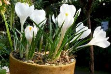 bulbs in pots major-minor-bulbs 07-230x153