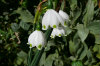 Leucojum - Summer Snowflake tiny-things 01-100x66