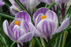Crocus vernus - 'Pickwick' tiny-things 04-230x153