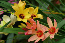 Ixia tiny-things 07-230x153